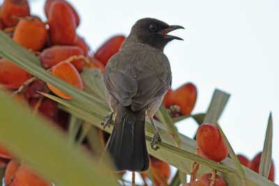 Trdgrdsbulbyl - Common Bulbul (Pycnonotus barbatus)