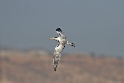 Iltrna - Lesser Crested Tern (Sterna bengalensis)