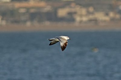 Svarthuvad ms - Mediterranean Gull (Larus melanocephalus)