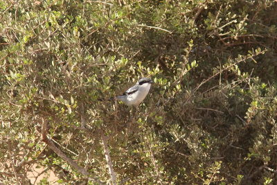 kenvarfgel - Iberian Grey Shrike (Lanius meridionalis algeriensis)