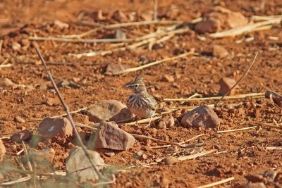 Lagerlrka - Thekla Lark  (Galerida theklae)