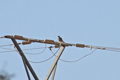 Slagfalk - Lanner Falcon (Falco biarmicus erlangeri)