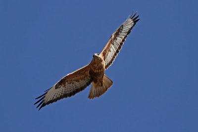 rnvrk -  Long-legged Buzzard (Buteo rufinus cirtensis)