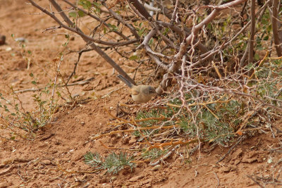 Atlassngare - Tristram's Warbler (Sylvia deserticola)
