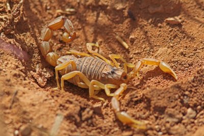 Skorpion - Common Yellow Scorpion (Buthus occitanus)