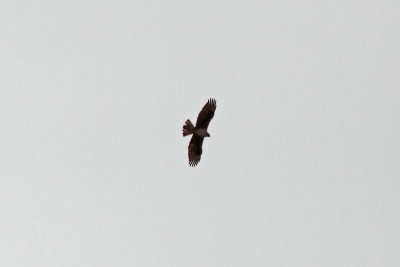 Hkrn - Bonelli's Eagle (Aquila fasciata)