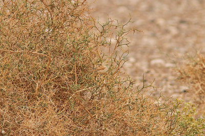 Saharasngare - African Desert Warbler (Sylvia deserti)