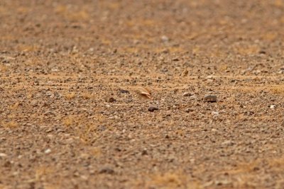 Sandkenlrka - Bar-tailed Lark (Ammomanes cincturus)