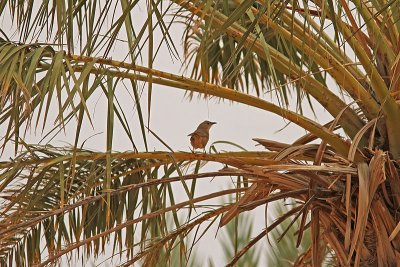 Saharaskriktrast -  Fulvous Babbler (Turdoides fulvus)