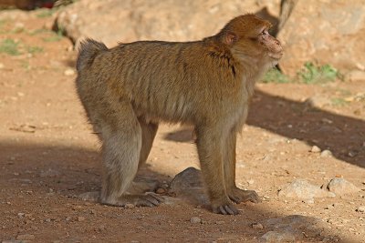 Berbermakak - Barbary ape (Macaca sylvana)