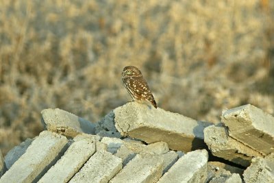 Minervauggla - Little owl (Athene noctua)