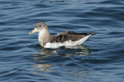 Gulnbbad lira - Corys Shearwater (Calonectris diomedea)