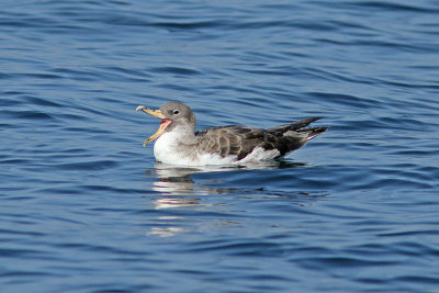 Gulnbbad lira - Corys Shearwater (Calonectris diomedea)