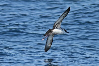 Större lira - Great Shearwater (Puffinus gravis)
