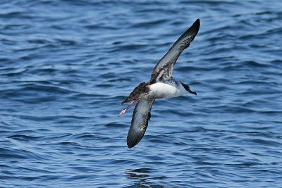 Strre lira - Great Shearwater (Puffinus gravis)