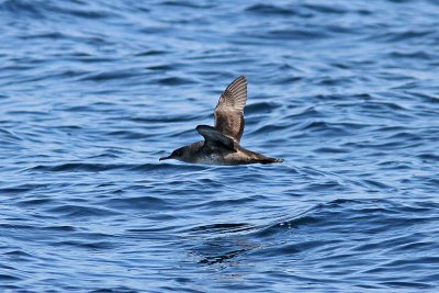 Medelhavslira - Yelkouan Shearwater (Puffinus yelkouan mauretanicus)