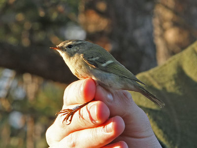 Bergstajgasångare - Hume's Warbler (Phylloscopus humei)