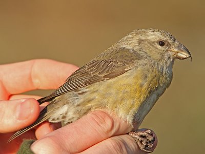 Mindre korsnäbb - Common crossbill (Loxia curvirostra)
