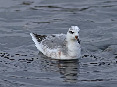 Brednbbad simsnppa - Grey Phalarope (Phalaropus fulicarius)