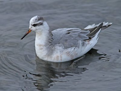 Brednbbad simsnppa - Grey Phalarope (Phalaropus fulicarius)