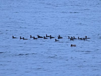 Toppskarv -  European Shag (Phalacrocorax aristotelis)