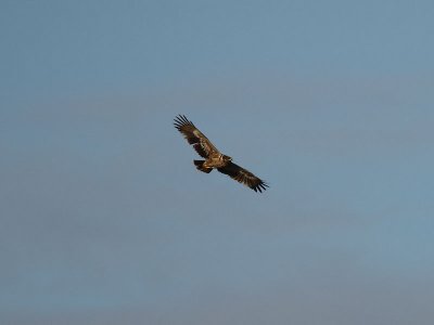 Stpprn - Steppe Eagle (Aquila nipalensis)