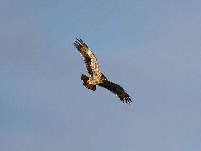 Stpprn - Steppe Eagle (Aquila nipalensis)