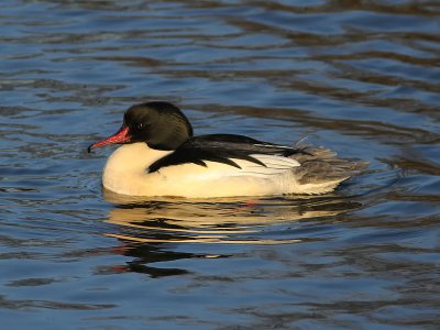 Storskrake - Common Merganser (Mergus merganser)