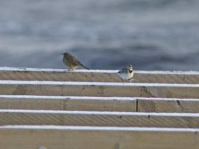 Skärpiplärka - Rock Pipit (Anthus petrosus) and Sädesärla - White Wagtail (Motacilla alba)