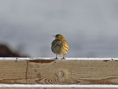 Skärpiplärka - Rock Pipit (Anthus petrosus)