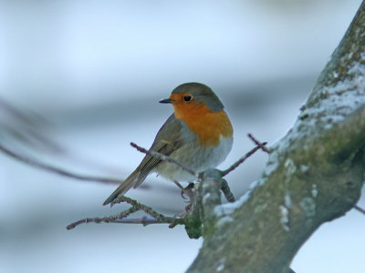 Rödhake - Robin (Erithacus rubecula)