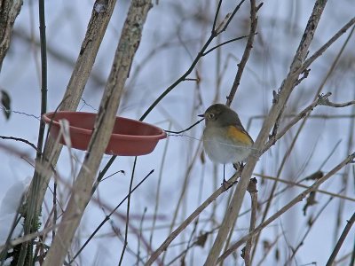 Blstjrt - Red-flanked Bluetail (Tarsiger cyanurus)