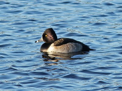 Ringand - Ring-necked Duck (Aythya collaris)