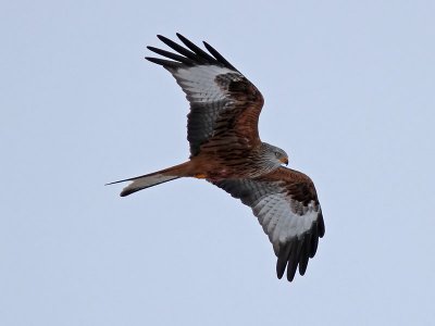 Rd glada - Red Kite (Milvus milvus)