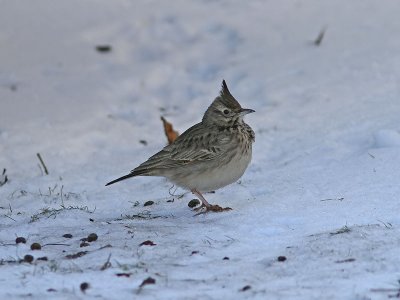 Tofslrka - Crested Lark (Galerida cristata)