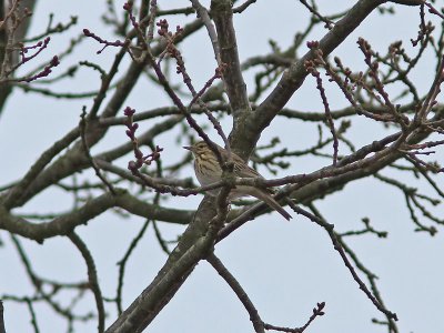 Trädpiplärka - Tree Pipit (Anthus trivialis)