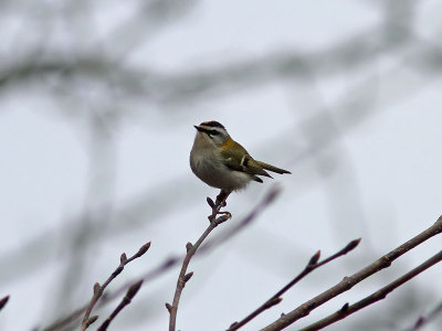 Brandkronad kungsfgel - Firecrest (Regulus ignicapillus)