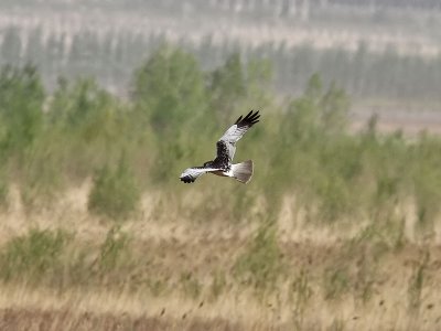 Brokig kärrhök - Eastern Marsh Harrier (Circus spilonotus)