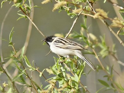 Dvärgsävsparv - Palla´s Reed Bunting (Emberiza pallasi)