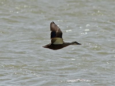 Fläcknäbbad and - Spot-billed Duck (Anas poecilorhyncha)
