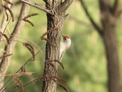 Gråspett - Grey-headed Woodpecker (Picus canus)
