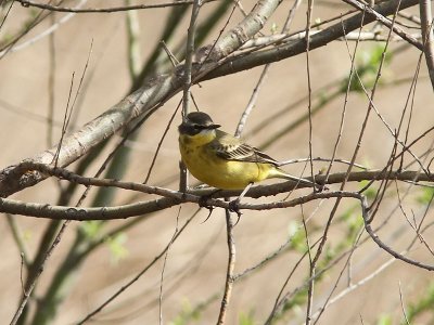 Gulärla - Yellow Wagtail (Motacilla flava simillima)