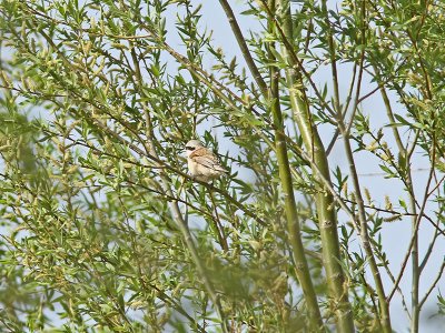 Kinesisk pungmes - Chinese Penduline Tit (Remiz consobrinus)