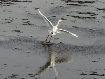 Sidenhger - Chinese Egret (Egretta eulophotes)