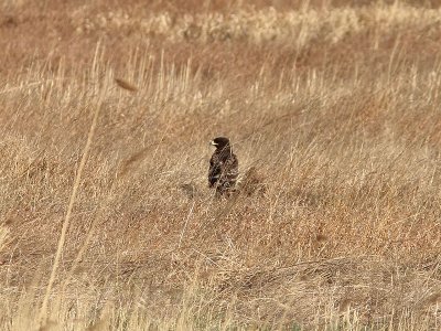 Strre skrikrn - Greater Spotted Eagle (Aquila clanga)