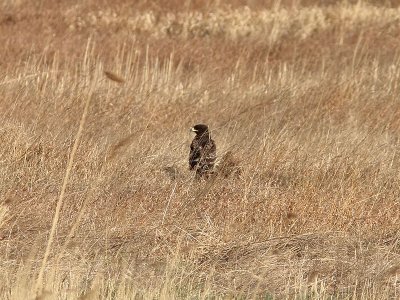Större skrikörn - Greater Spotted Eagle (Aquila clanga)
