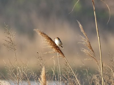 Grssngare - Zitting Cisticola (Cisticola juncidis tinnabulans)