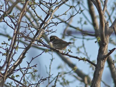 Gulbrynad sparv - Yellow-Browed Bunting (Emberiza chrysophrys)