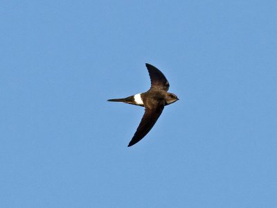 Orientseglare - Pacific Swift (Apus pacificus)
