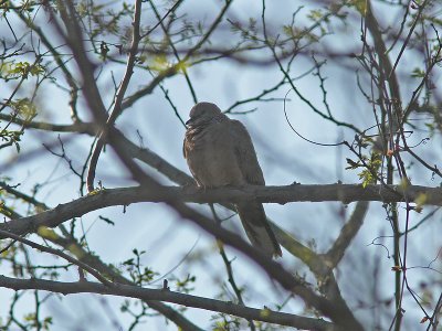 Pärlhalsduva - Spotted Dove (Streptopelia chinensis)